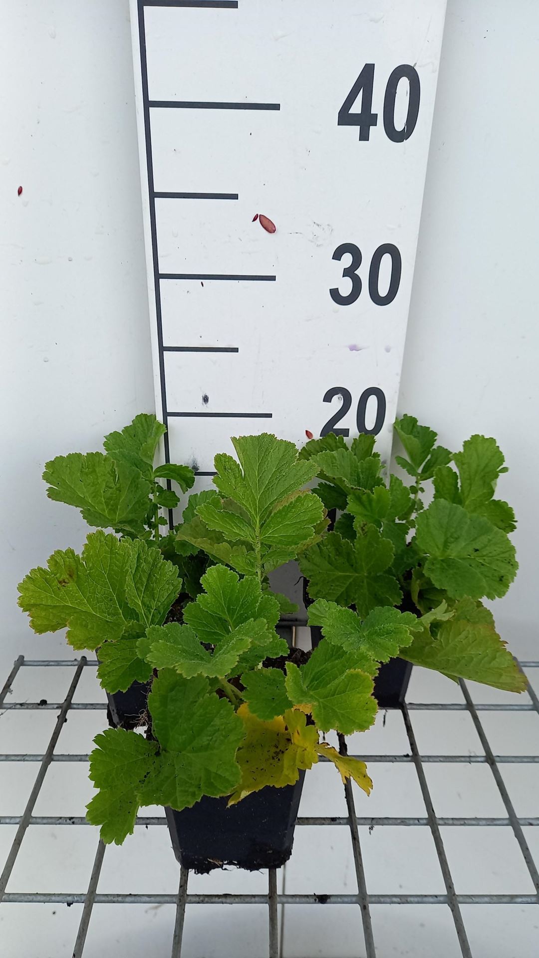 Geum rivale 'Tales of Hex' - pot 9x9 cm