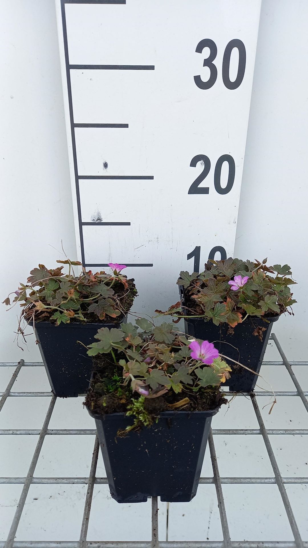 Geranium'Tanya Rendall'- pot 9x9 cm afbeelding