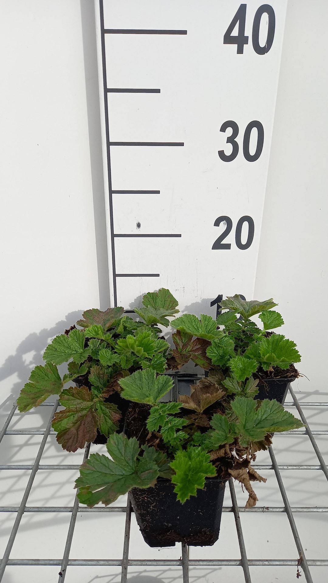 Geum'Totally Tangerine'- pot 9x9 cm - afbeelding