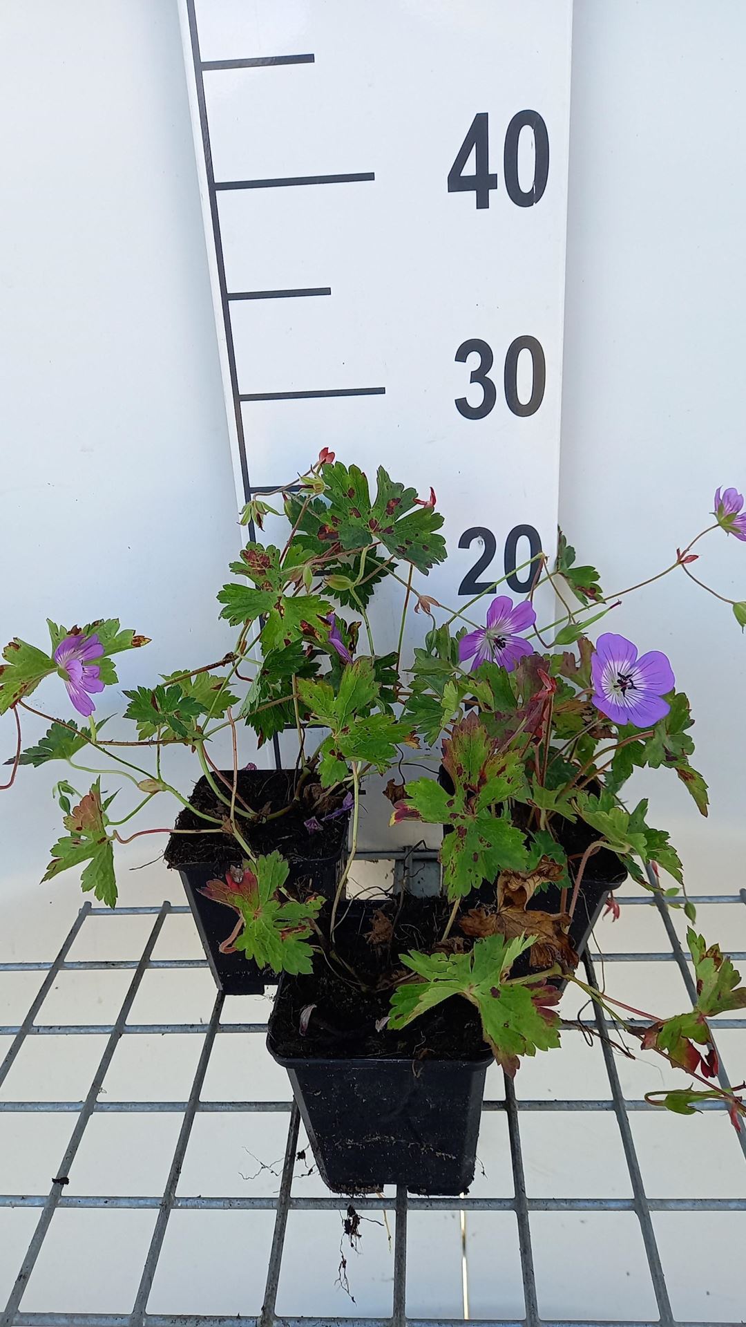 Geranium'Sylvia's Surprise'- pot 9x9 cm afbeelding
