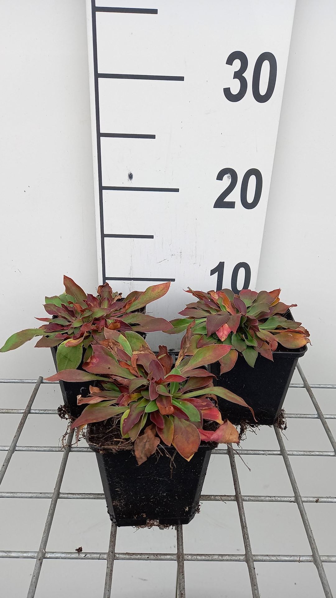 Goniolimon tataricum - pot 9x9 cm afbeelding