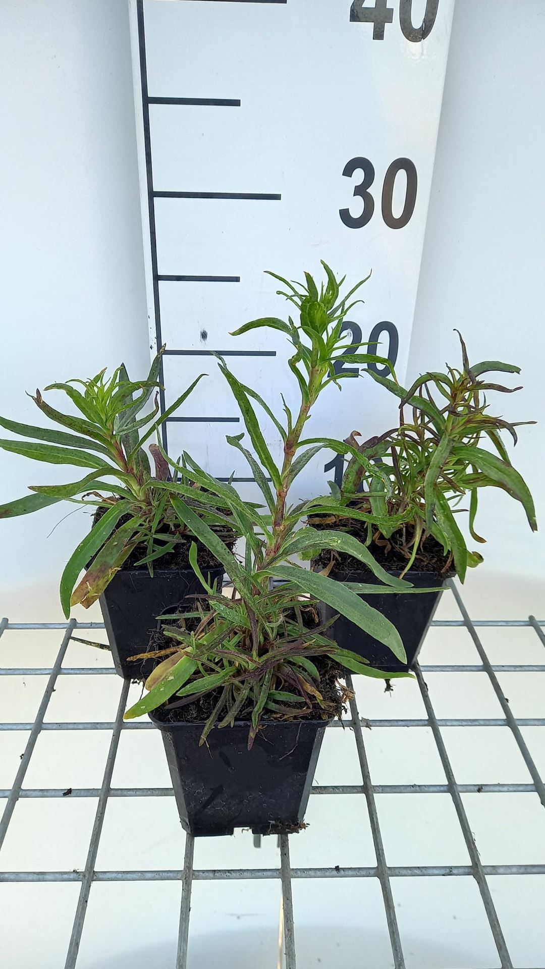 Gypsophila paniculata'Flamingo'- pot 9x9 cm afbeelding