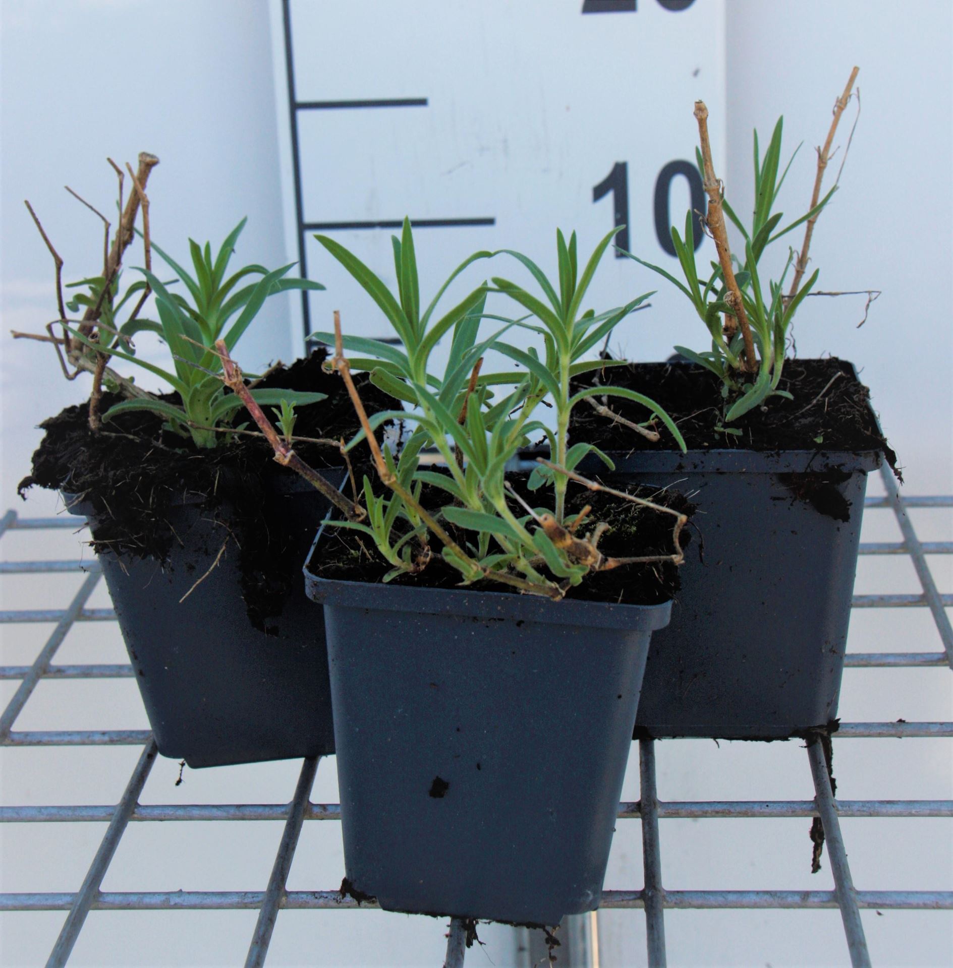 Gypsophila paniculata'Schneeflocke'- pot 9x9 cm - Gipskruid afbeelding