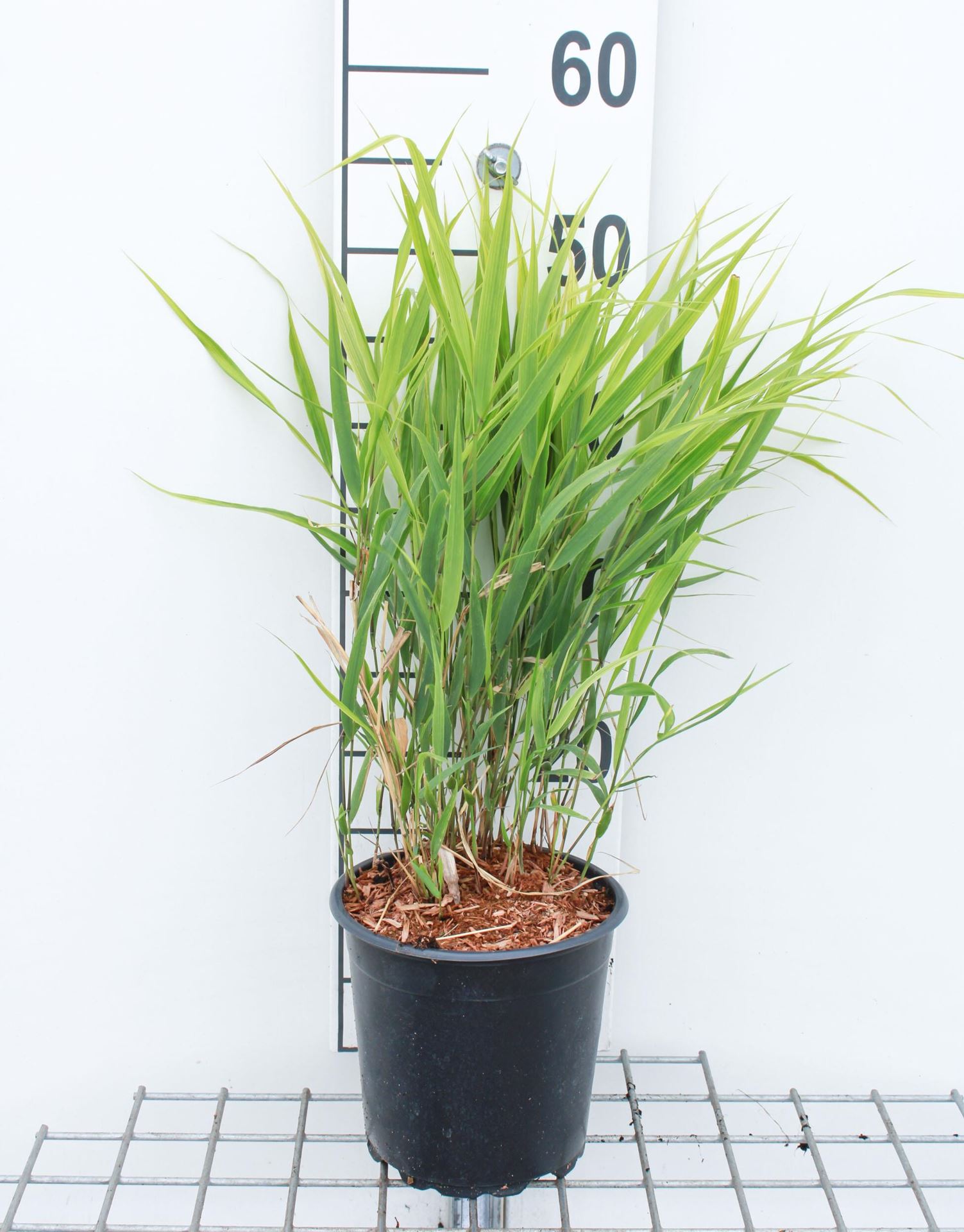 Hakonechloa macra - pot 3L - Japans berggras / Japanse bosgras / Hakonegras / Bandgras afbeelding