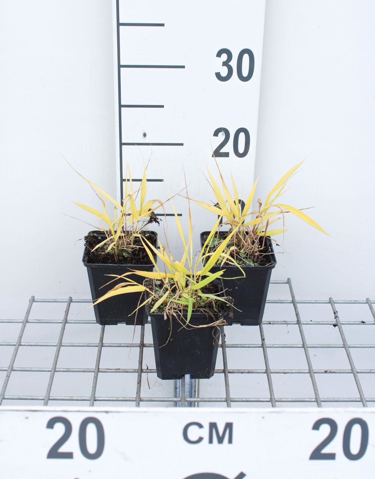 Hakonechloa macra'All Gold'- pot 9x9 cm - Japans berggras / Japanse bosgras afbeelding