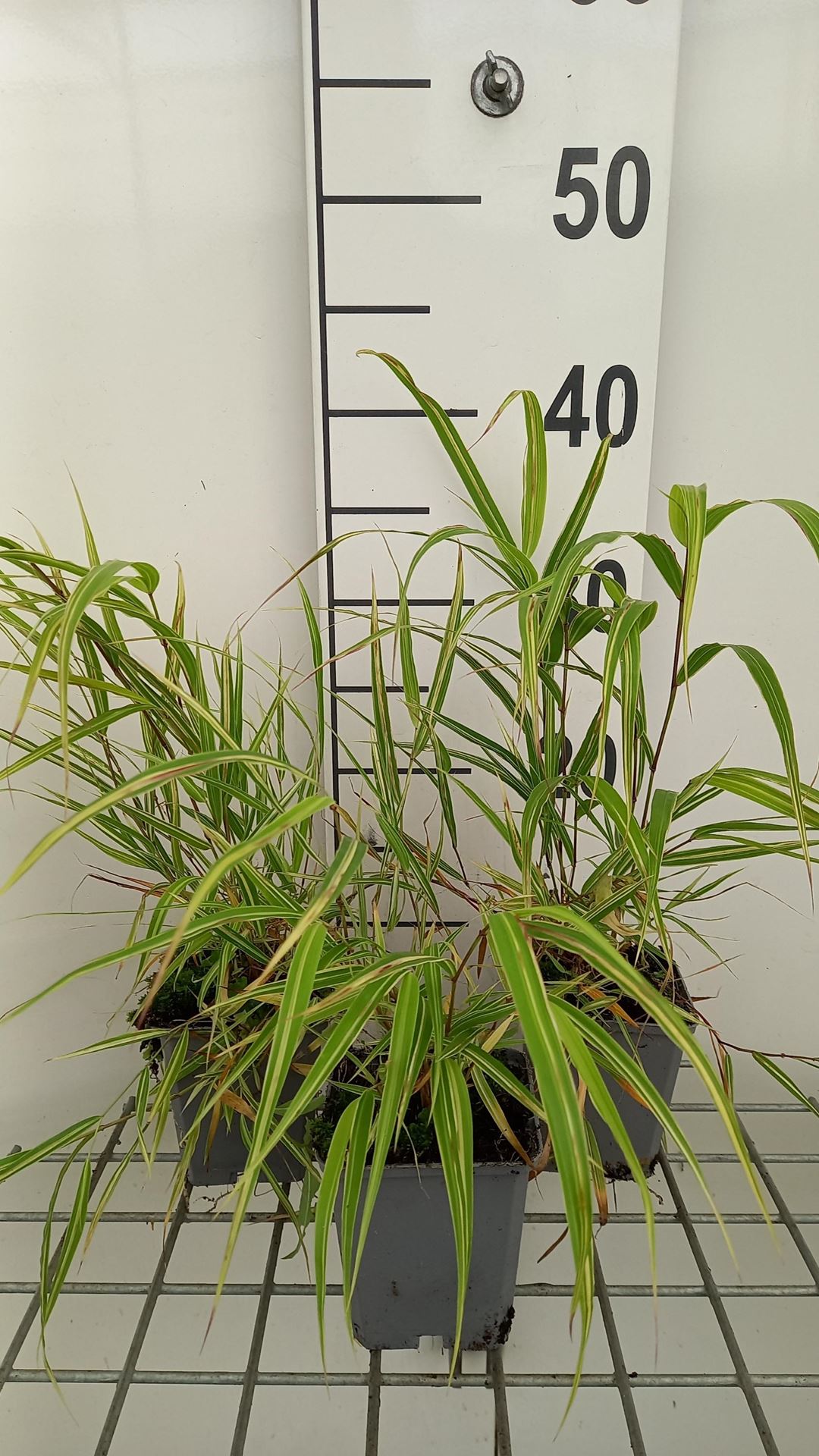Hakonechloa macra'Albostriata'- pot 9x9 cm afbeelding