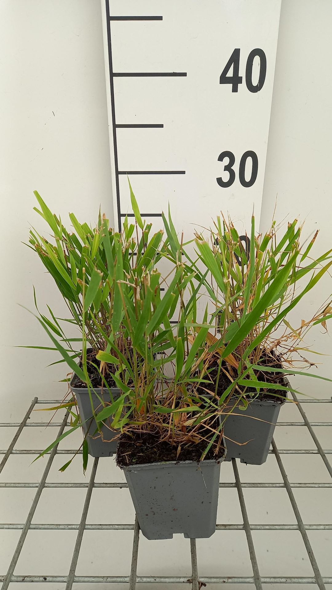 Hakonechloa macra'Beni-kaze'- pot 9x9 cm afbeelding