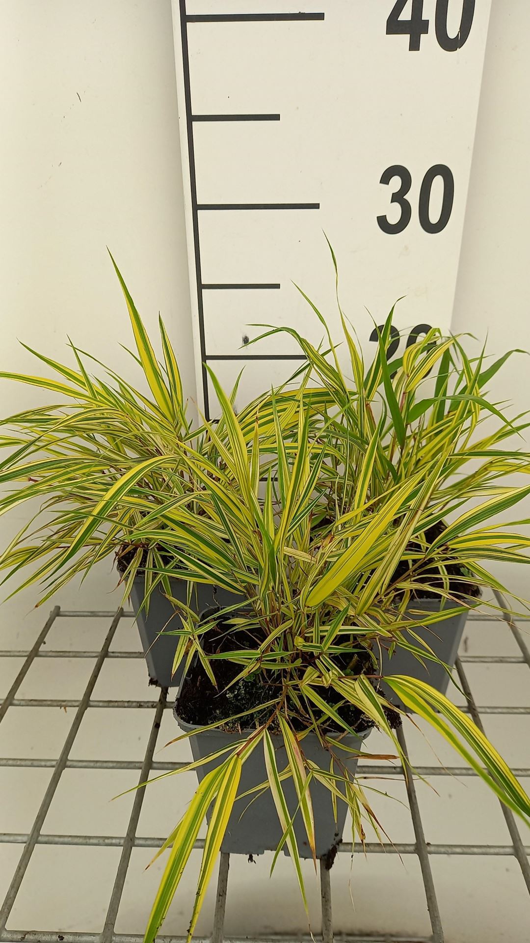 Hakonechloa macra'Naomi'- pot 9x9 cm afbeelding
