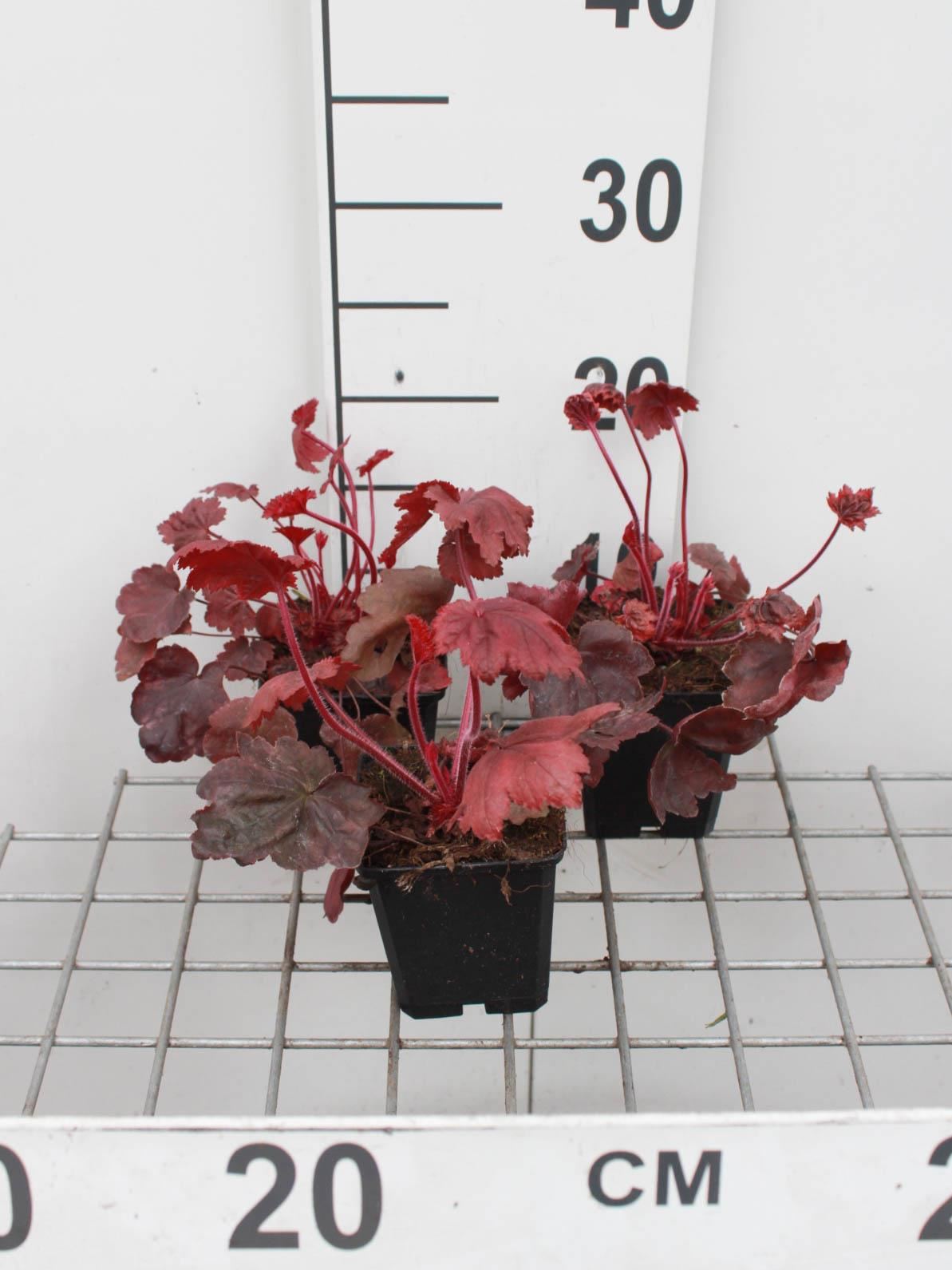 Heuchera'Autumn Leaves'- pot 9x9 cm afbeelding