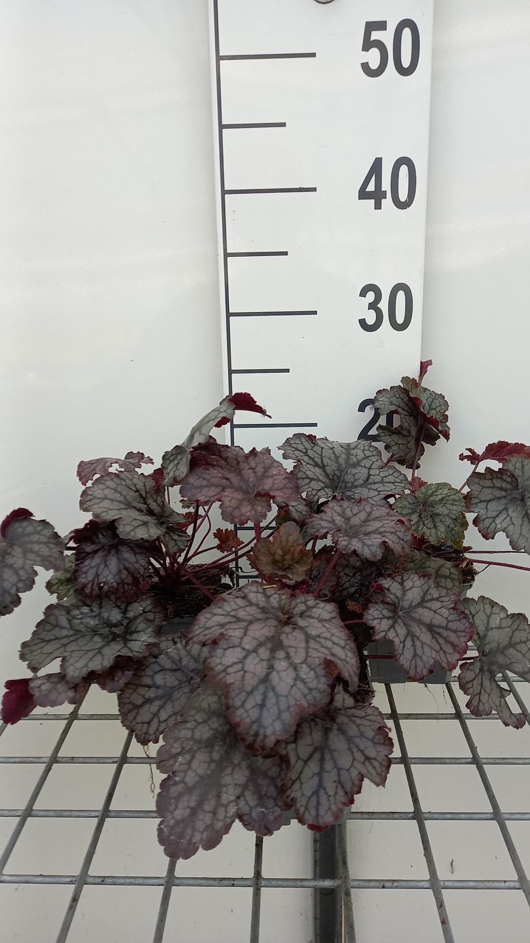Heuchera'Amethyst Myst'- pot 9x9 cm afbeelding