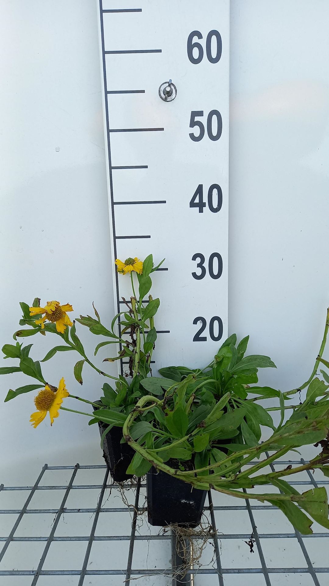 Helenium autumnale'Pumilum Magnificum'- pot 9x9 cm afbeelding