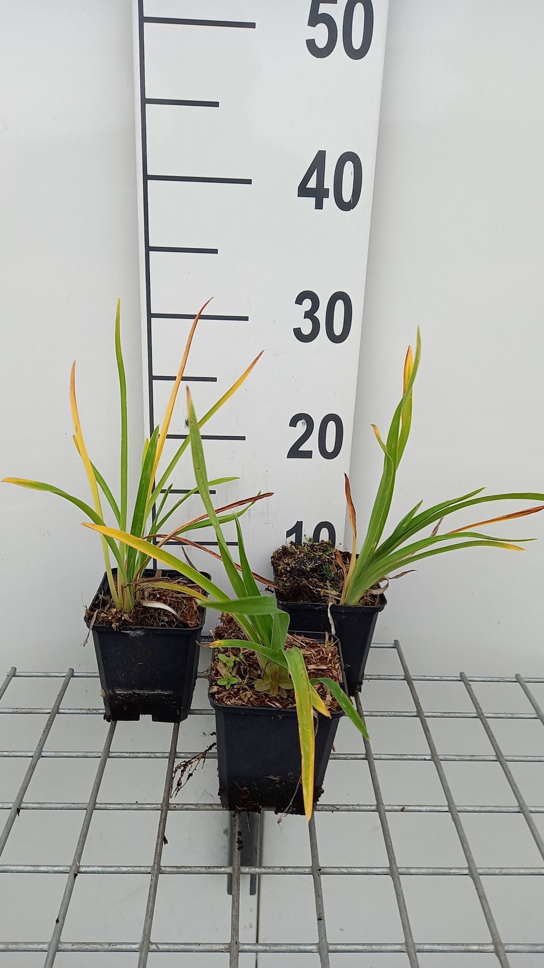 Hemerocallis 'Baley Hay' - pot 9x9 cm