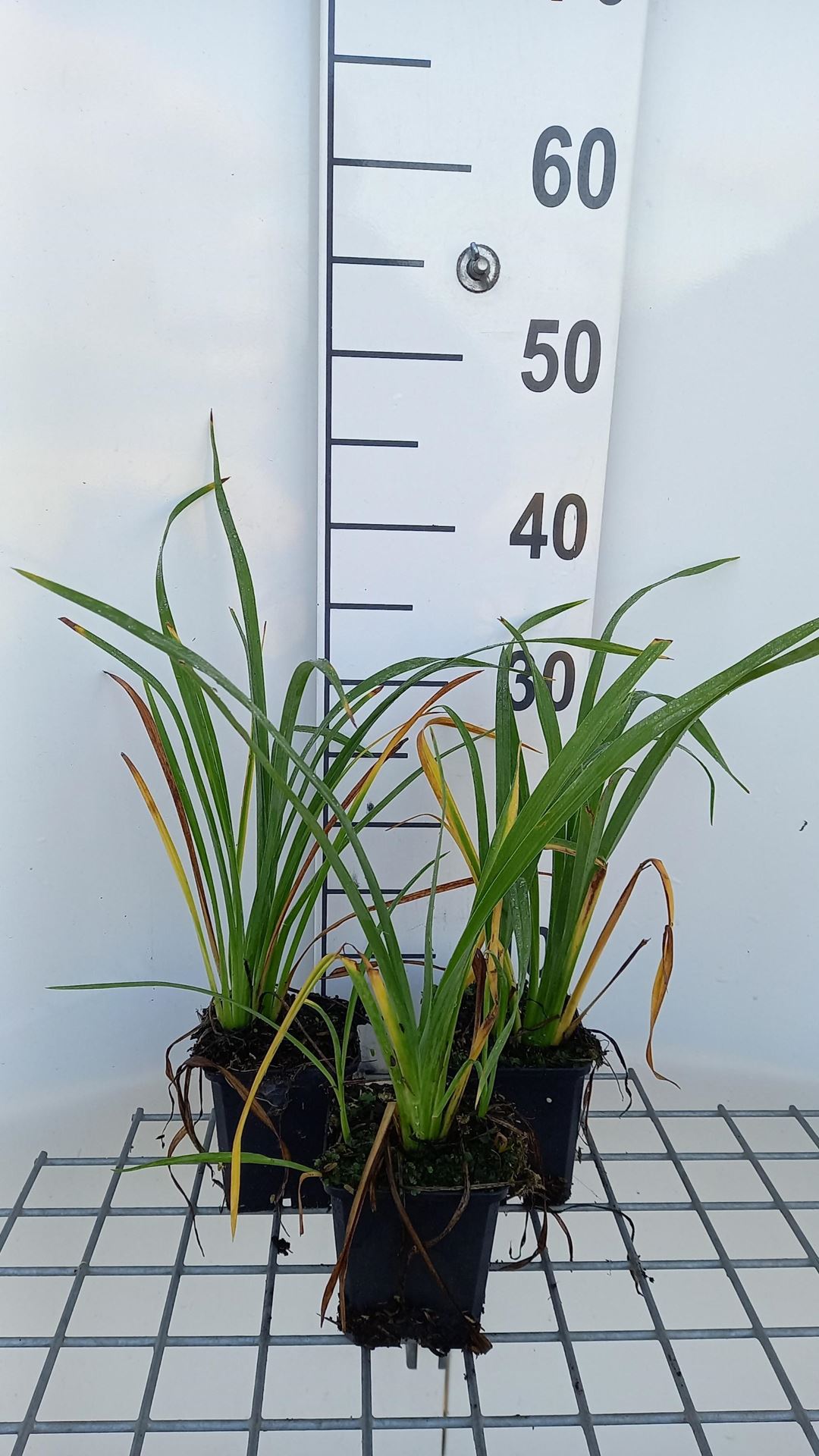 Hemerocallis'Black Prince'- pot 9x9 cm afbeelding