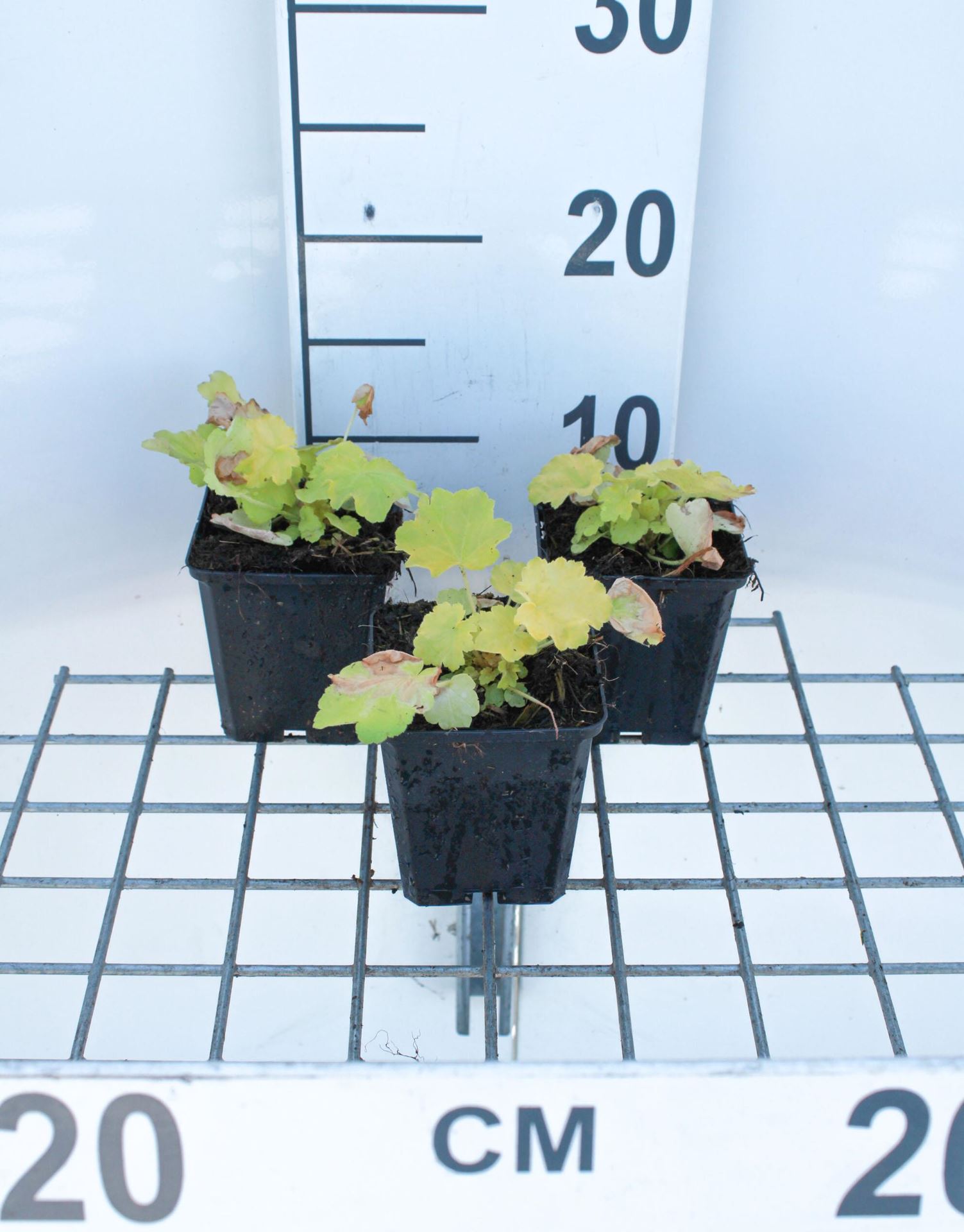 Helleborus orientalis 'Citron' - pot 9x9 cm