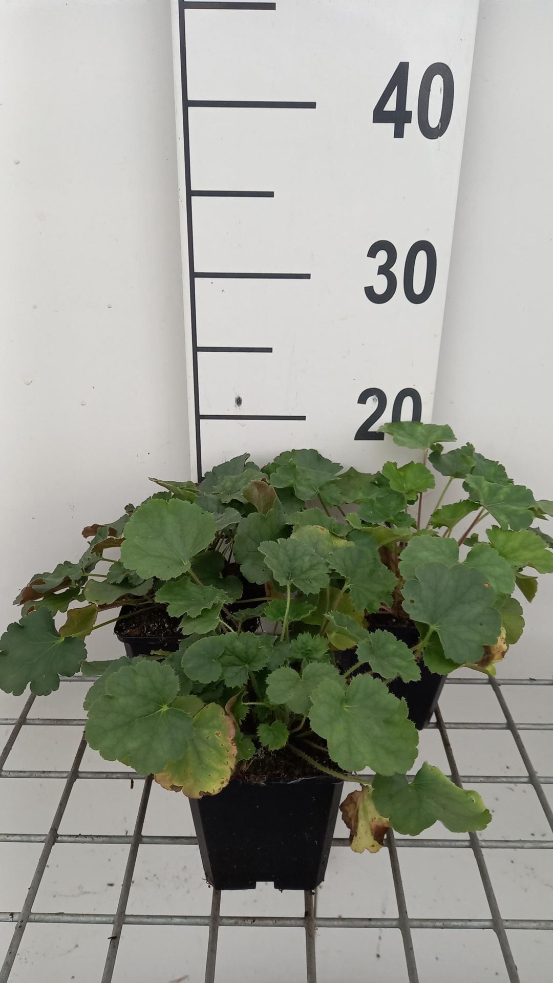 Heuchera sanguinea'Coral Petite'- pot 9x9 cm afbeelding