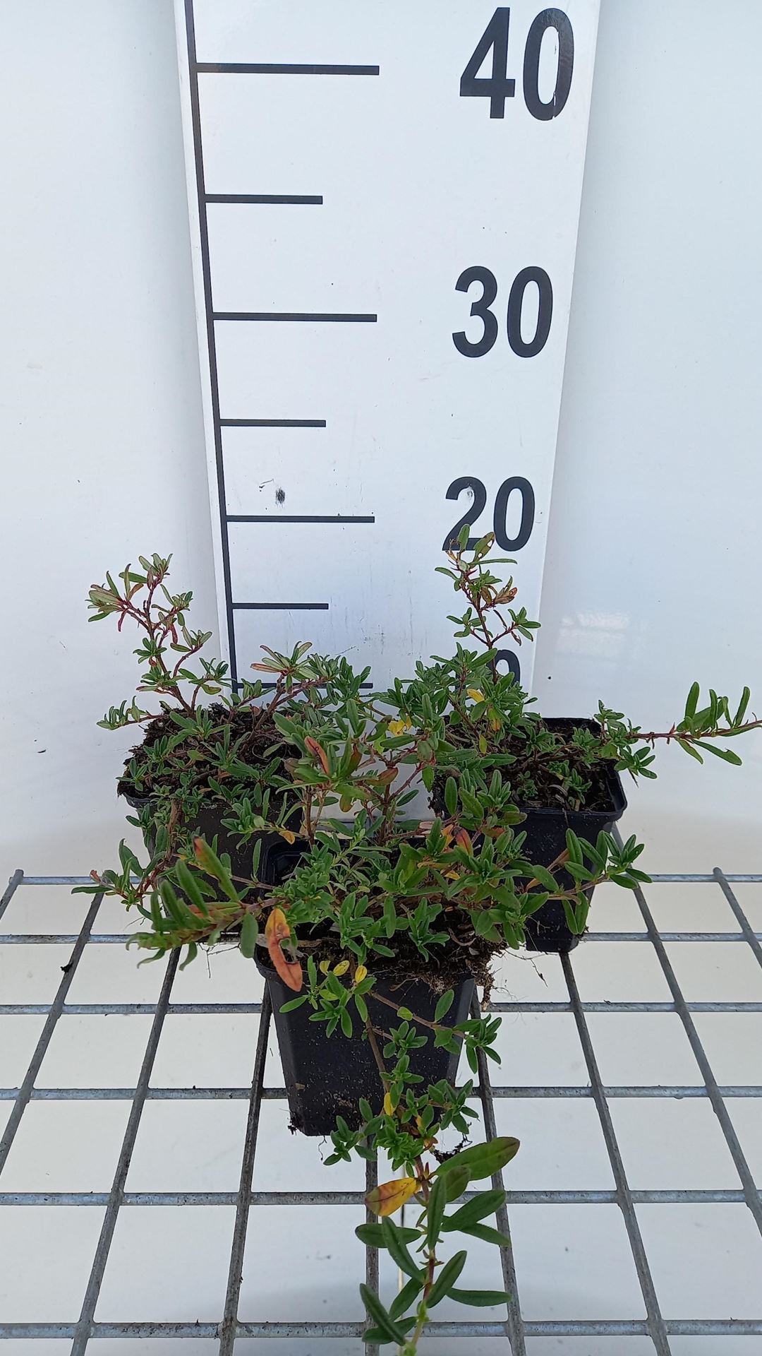 Helianthemum'Cerise Queen'- pot 9x9 cm afbeelding
