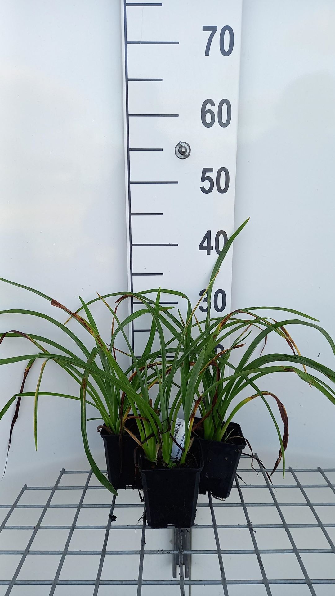 Hemerocallis'Catherine Woodbury'- pot 9x9 cm afbeelding