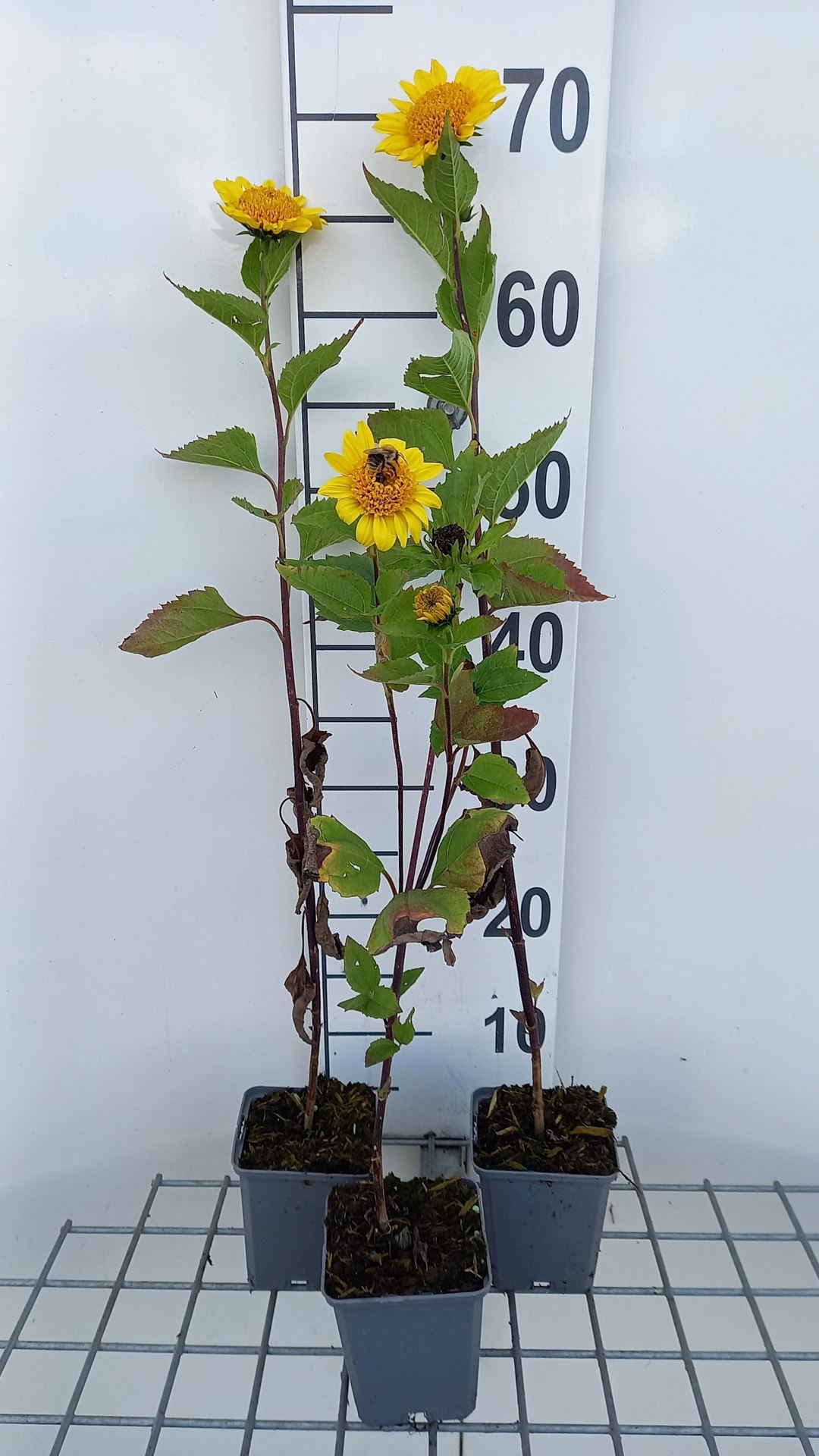 Helianthus decapetalus'Capenoch Star'- pot 9x9 cm afbeelding