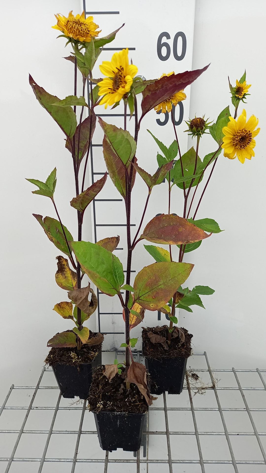 Helianthus decapetalus'Triomphe de Gand'- pot 9x9 cm afbeelding