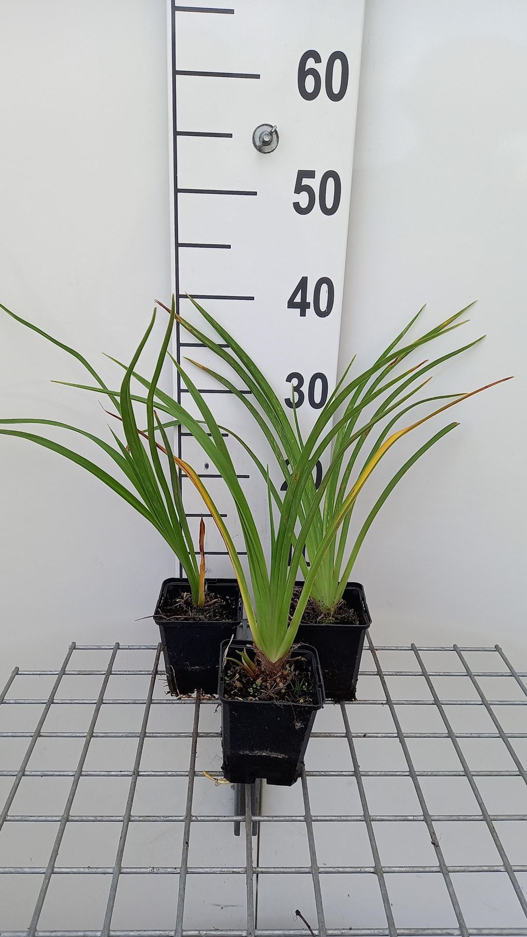 Hemerocallis 'El Desperado' - pot 9x9 cm