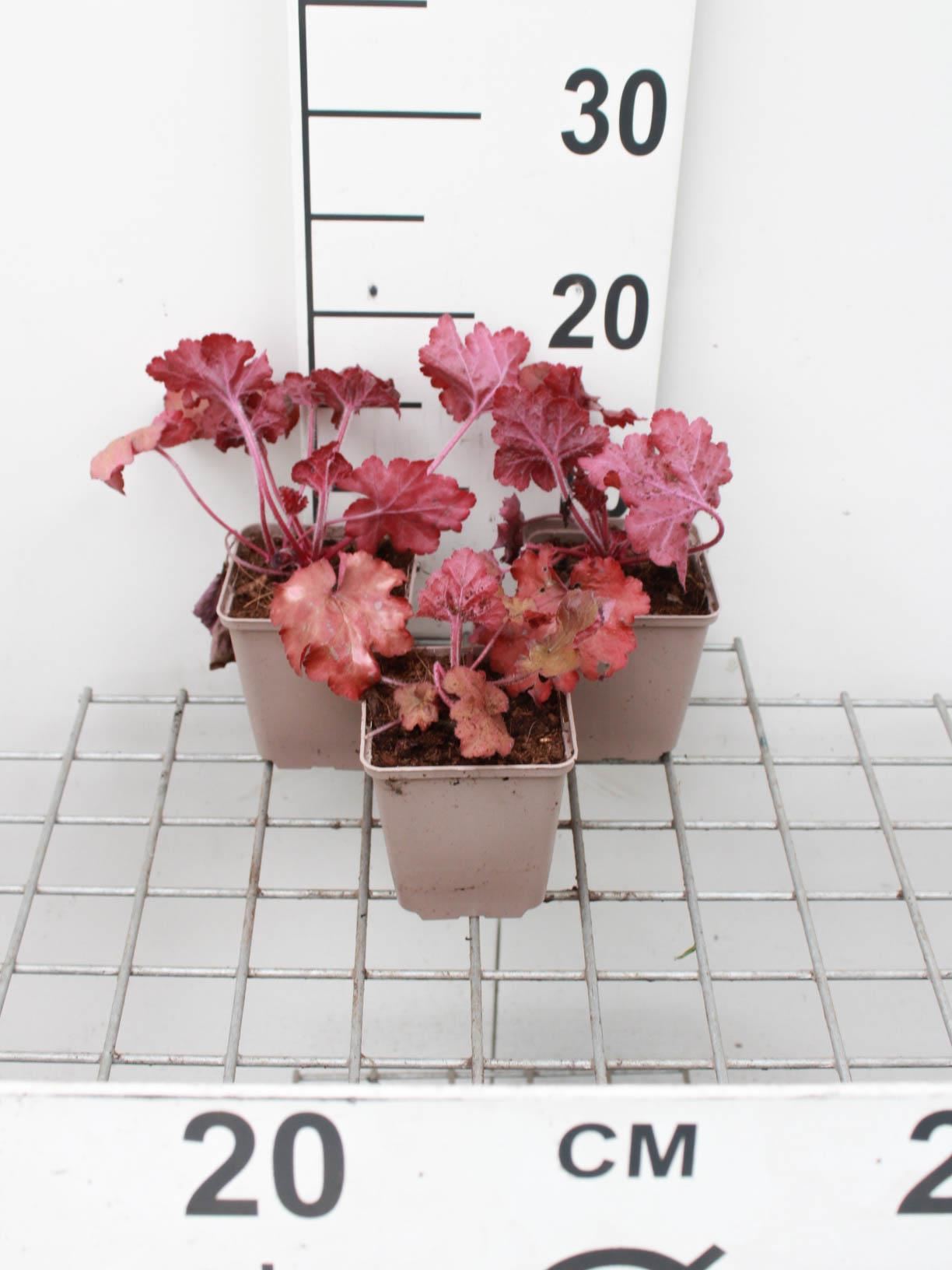 Heuchera 'Fire Alarm' - pot 9x9 cm