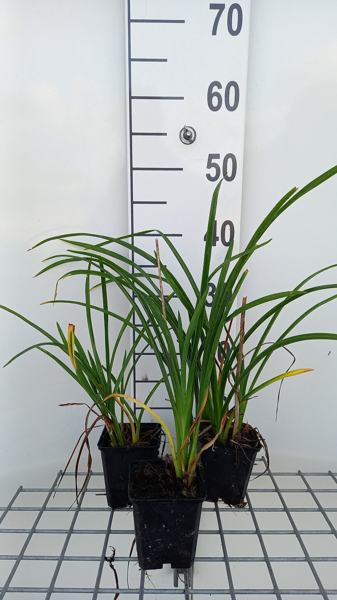 Hemerocallis fulva 'Flore Pleno' - pot 9x9 cm