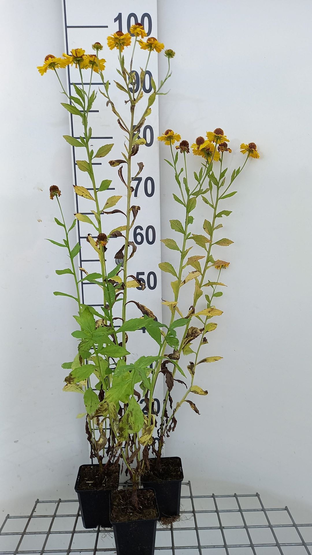 Helenium'Goldrausch'- pot 9x9 cm afbeelding