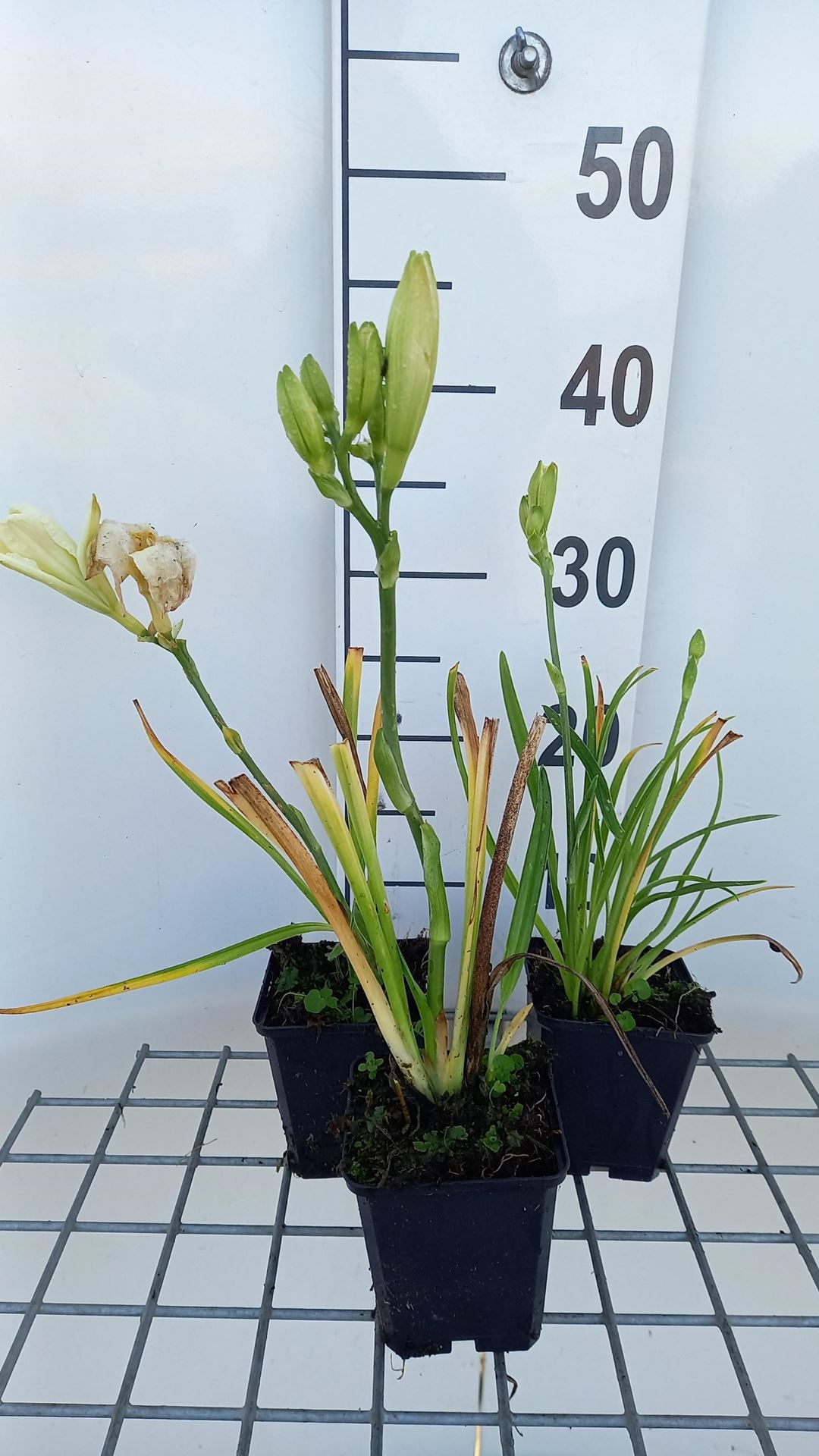 Hemerocallis 'Gentle Shepherd' - pot 9x9 cm