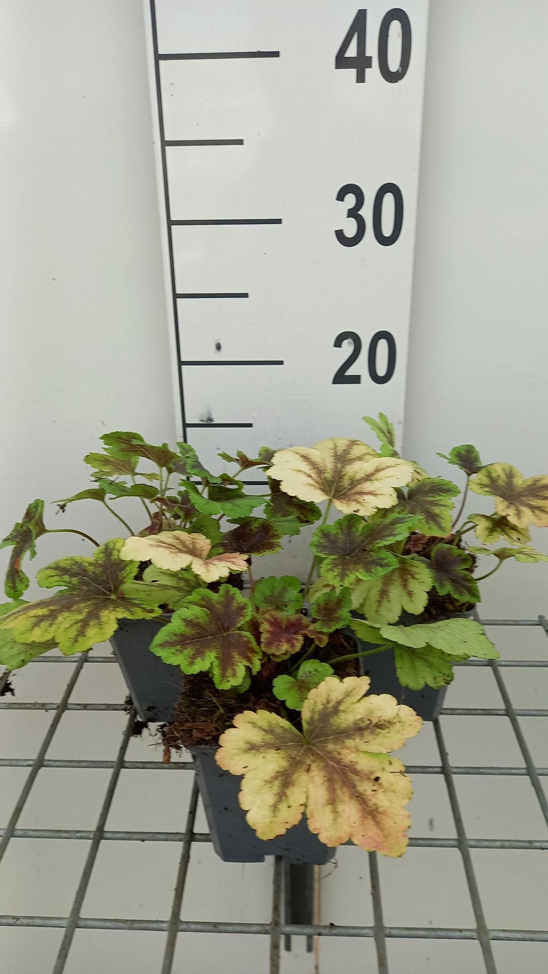 x Heucherella'Golden Zebra'- pot 9x9 cm afbeelding