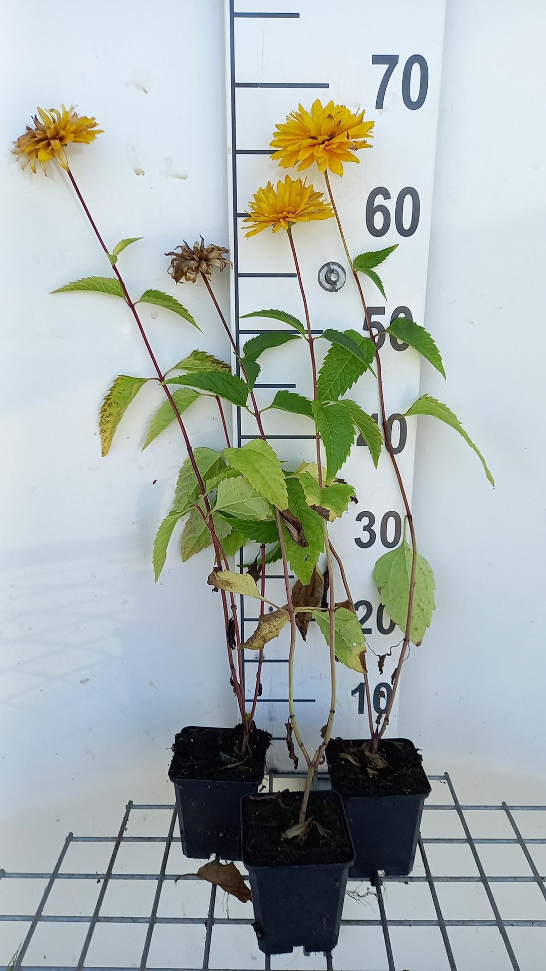 Heliopsis helianthoides'Goldgefieder'- pot 9x9 cm afbeelding