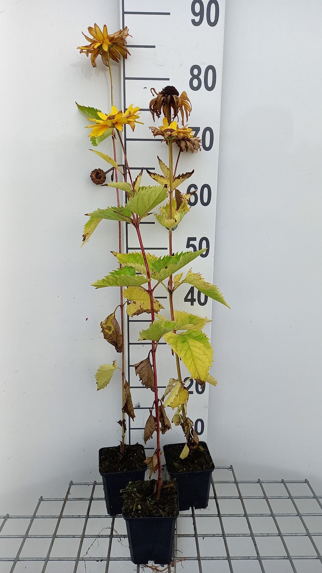 Heliopsis helianthoides'Mars'- pot 9x9 cm afbeelding