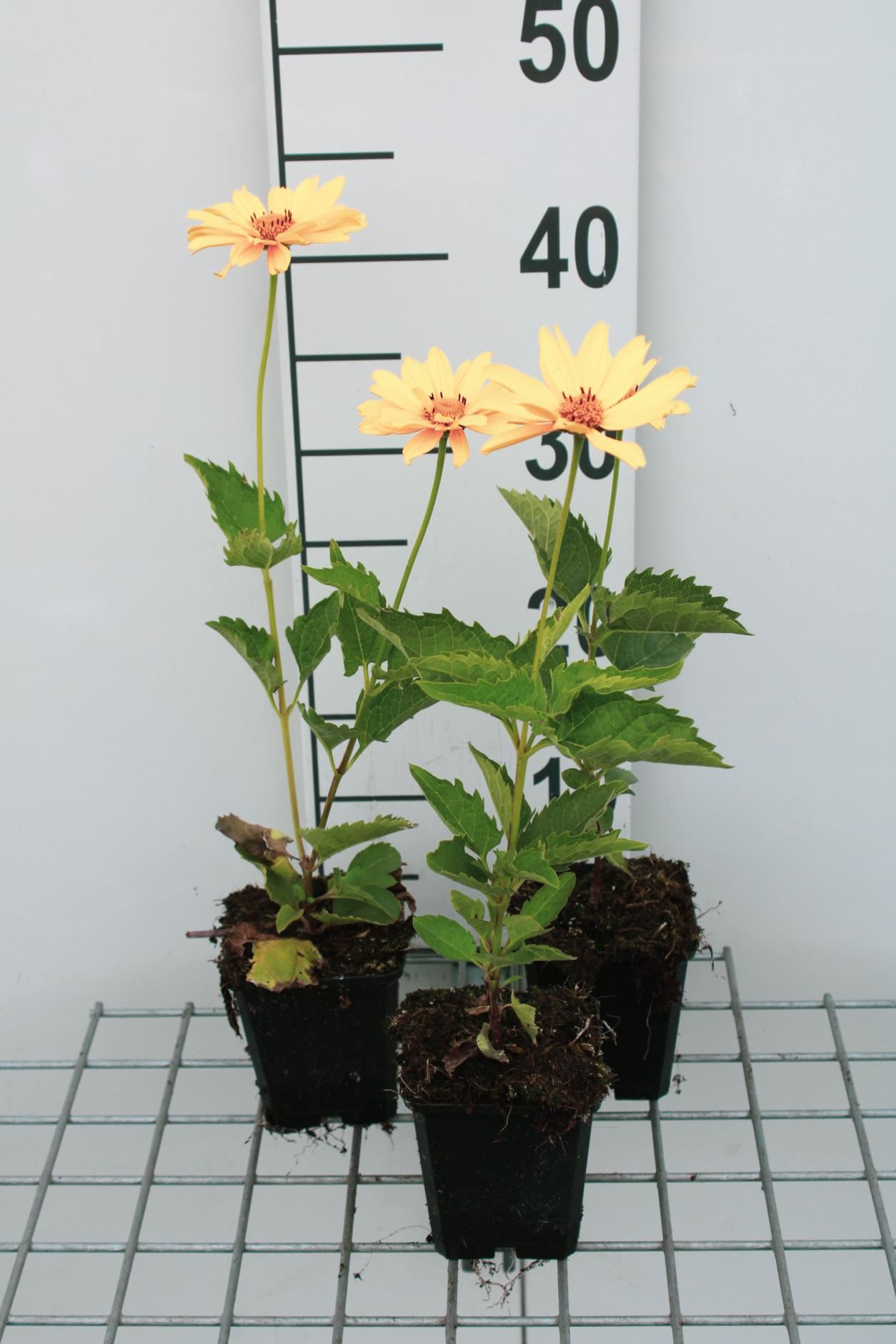 Heliopsis helianthoides'Venus'- pot 9x9 cm afbeelding