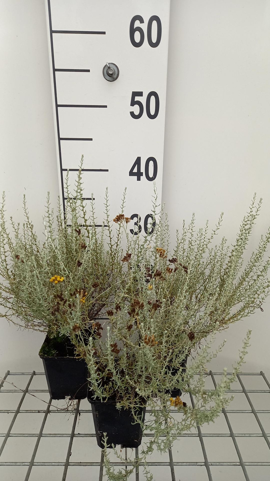 Helichrysum italicum subsp. microphyllum - pot 9x9 cm - Kerrieplant, dwerg kerrieplant afbeelding