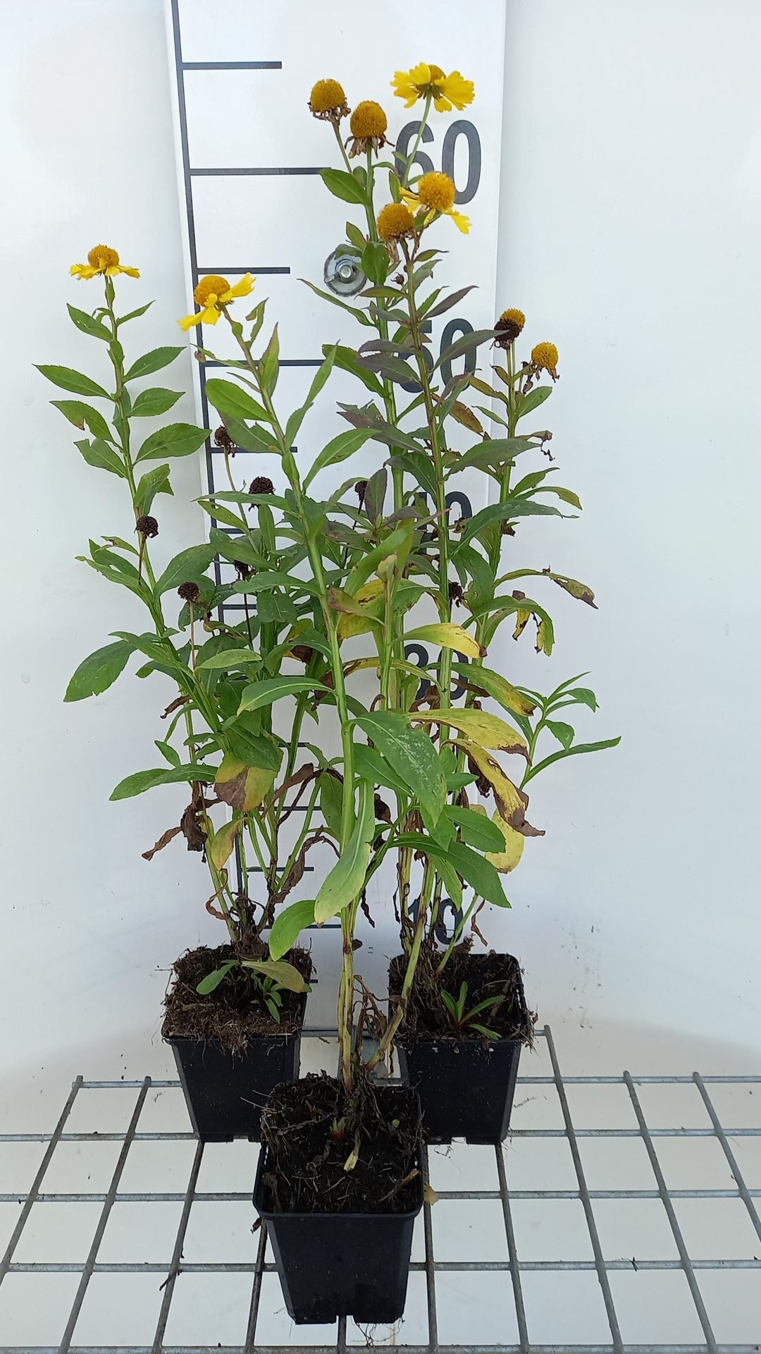 Helenium'Kanaria'- pot 9x9 cm - Zonnekruid afbeelding