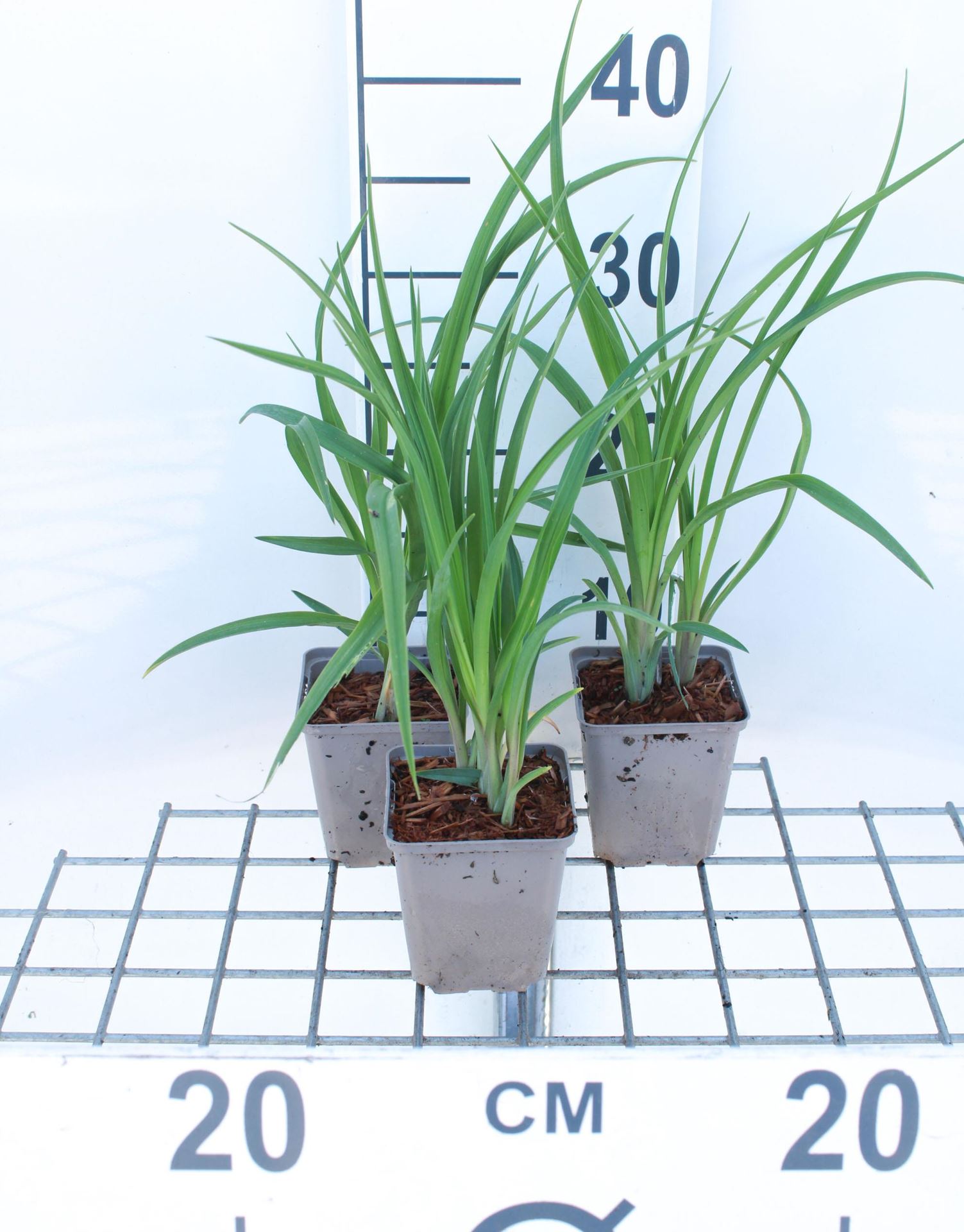 Hemerocallis lilioasphodelus - pot 9x9 cm - Gele daglelie / Grote daglelie afbeelding