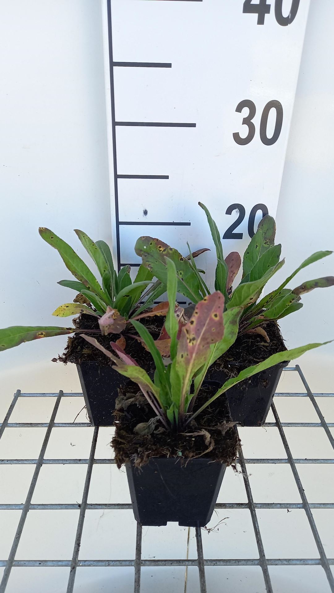 Hesperis matronalis - pot 9x9 cm afbeelding