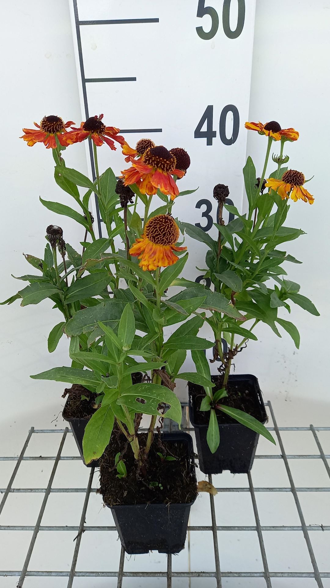 Helenium'Helbro'(Mardi Gras) - pot 9x9 cm afbeelding