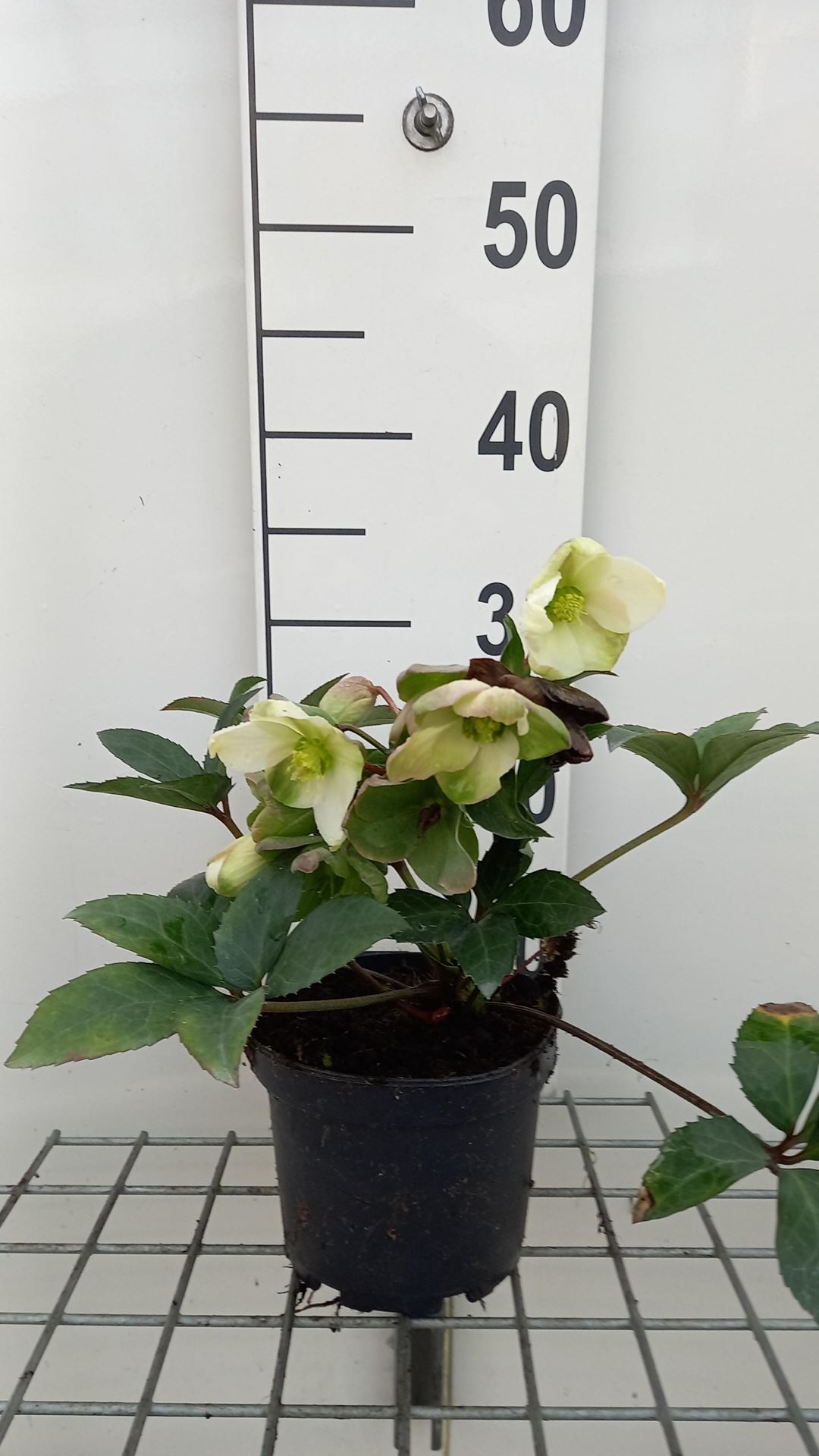 Helleborus x nigercors'Emma'- pot 9x9 cm - afbeelding