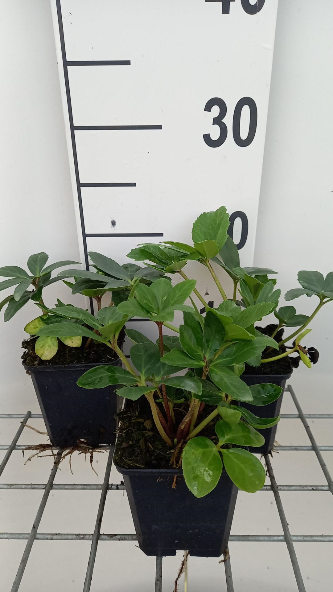 Helleborus niger'Praecox'- pot 9x9 cm - afbeelding