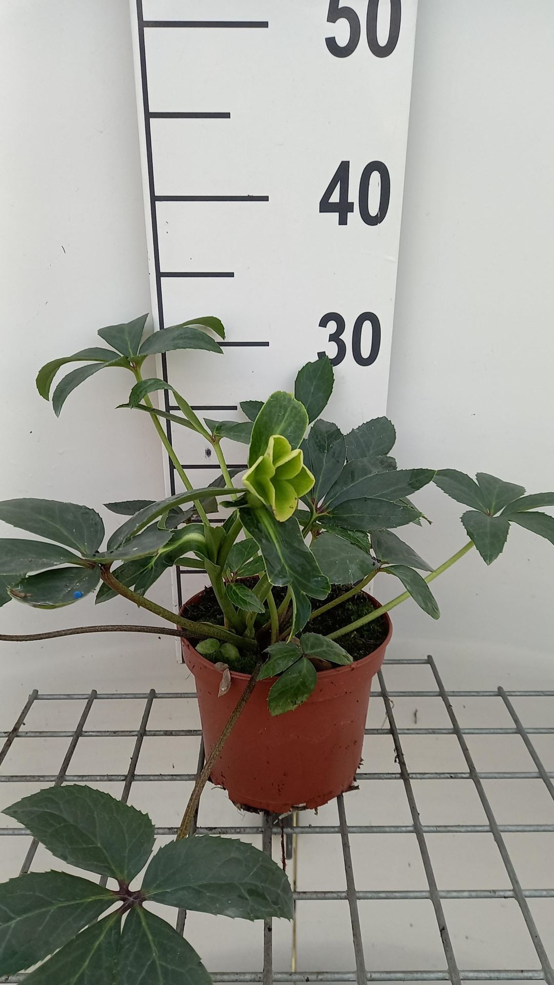 Helleborus x nigercors 'Snow Love' - pot 9x9 cm