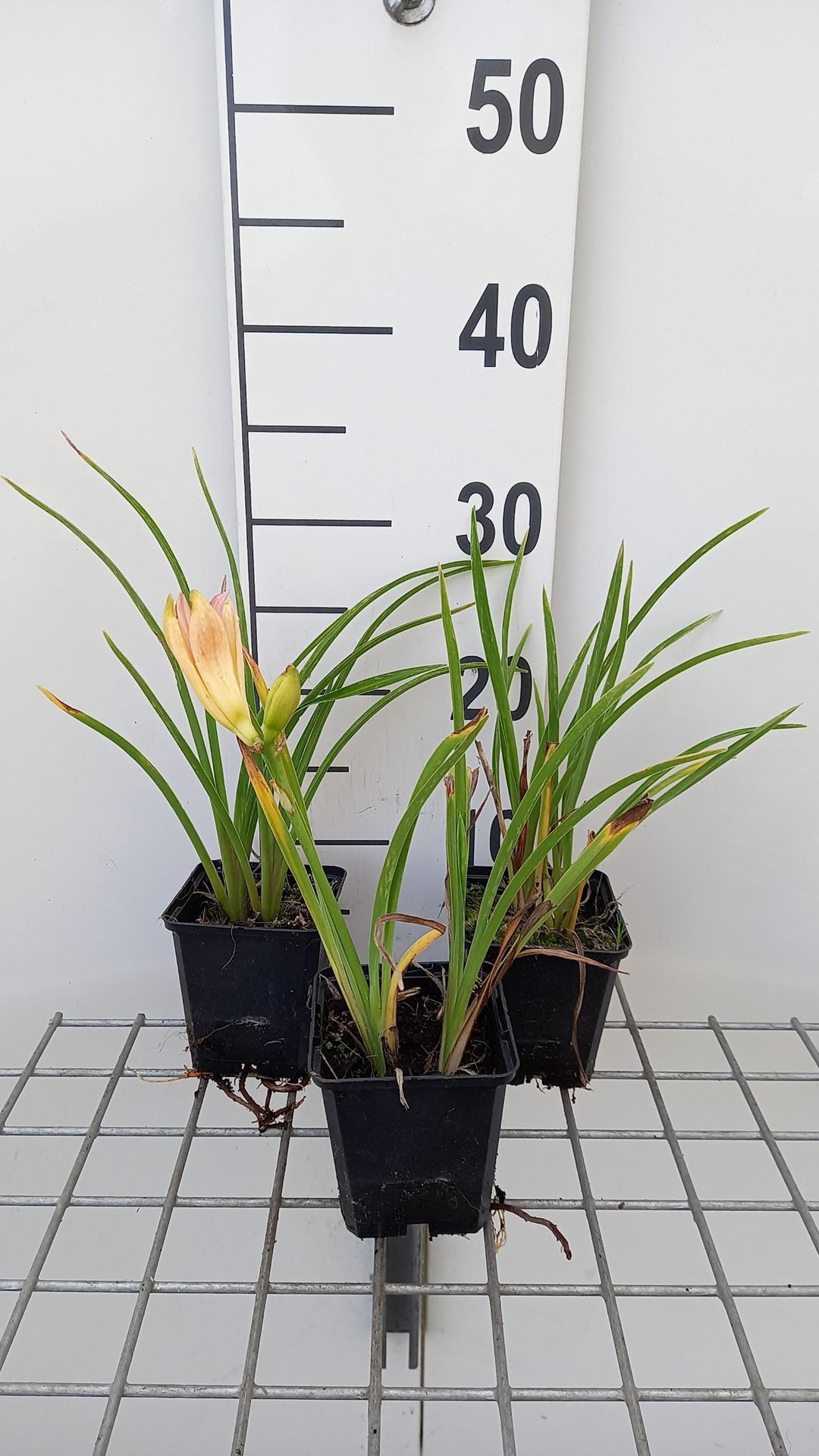 Hemerocallis 'On And On' - pot 9x9 cm