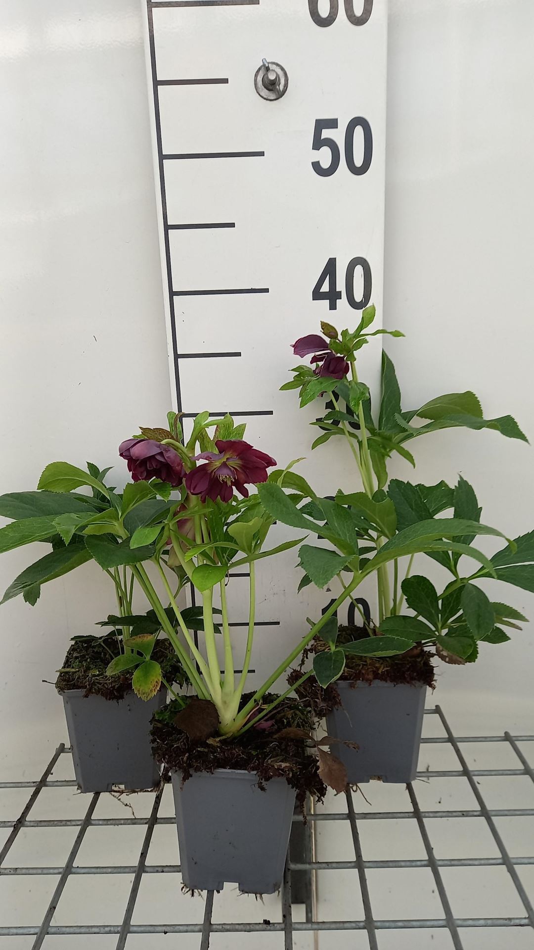 Helleborus orientalis 'Double Ellen Purple' - pot 9x9 cm -