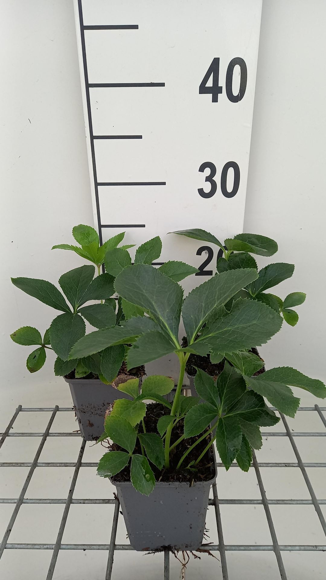 Helleborus orientalis 'Double Ellen Red' - pot 9x9 cm -
