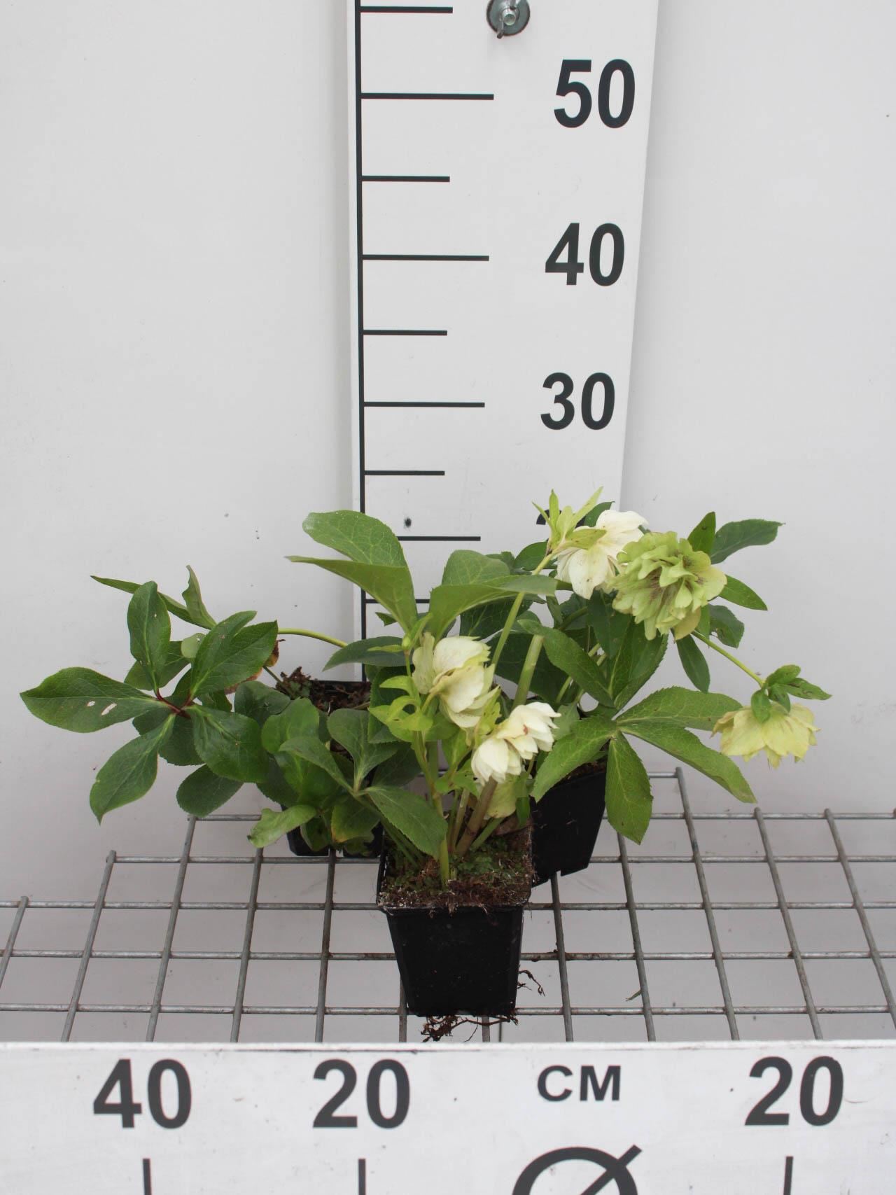 Helleborus orientalis'Double Ellen White'- pot 9x9 cm - Oosters nieskruid / Lenteroos afbeelding