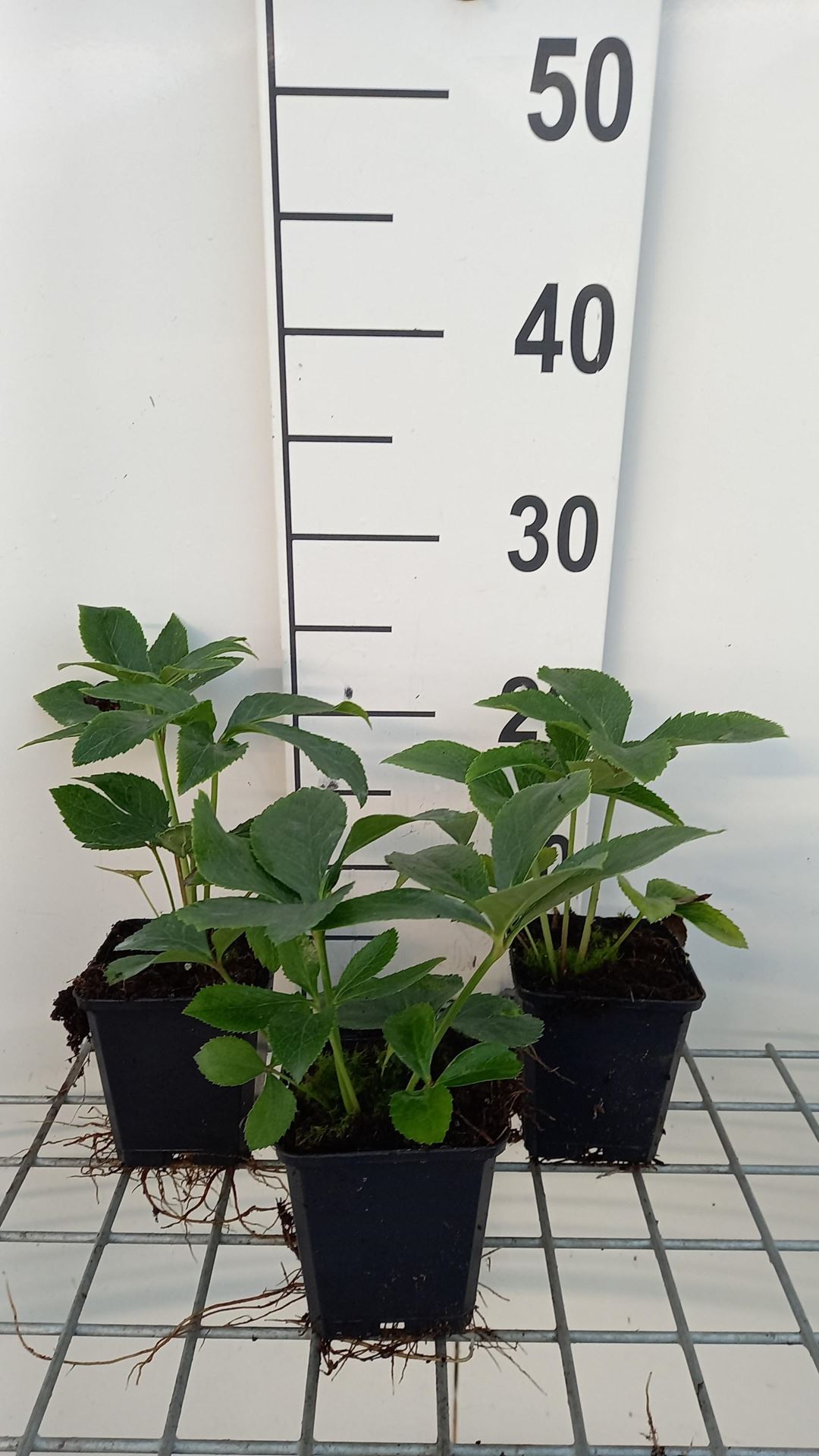 Helleborus orientalis'Green Strain'- pot 9x9 cm afbeelding