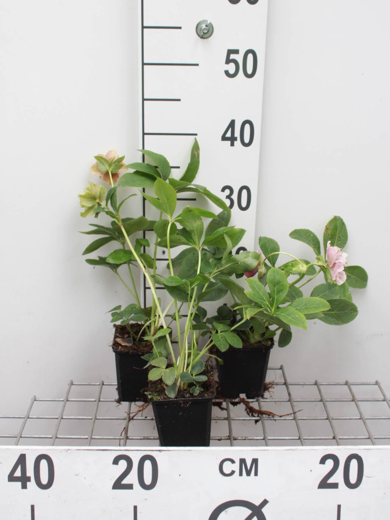 Helleborus orientalis'Pretty Ellen Pink'- pot 9x9 cm afbeelding