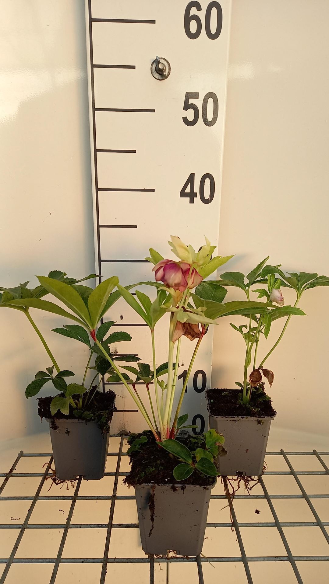Helleborus orientalis'Pretty Ellen Red'- pot 9x9 cm afbeelding