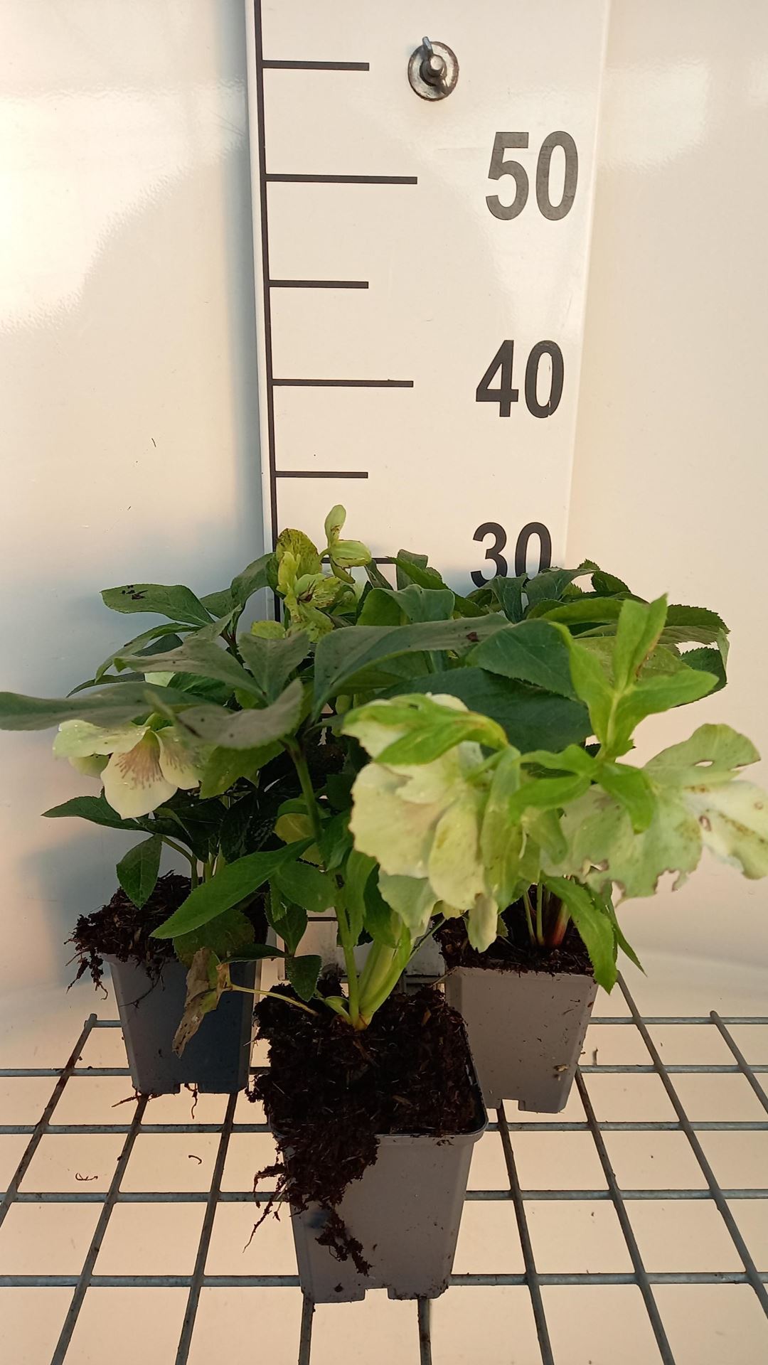 Helleborus or.'Pretty Ellen Spotted'- pot 9x9 cm afbeelding