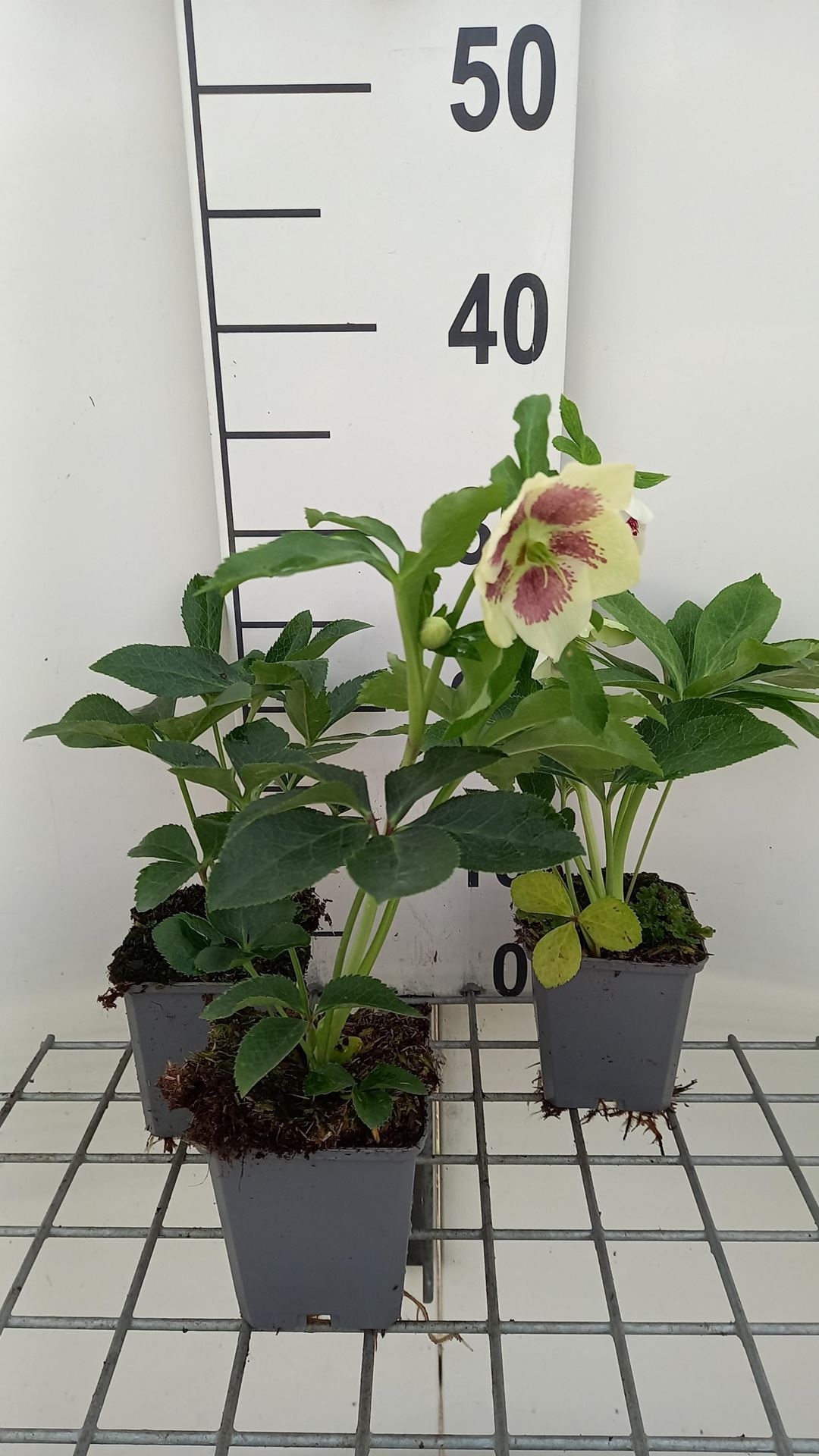 Helleborus orientalis'Pretty Ellen White'- pot 9x9 cm afbeelding