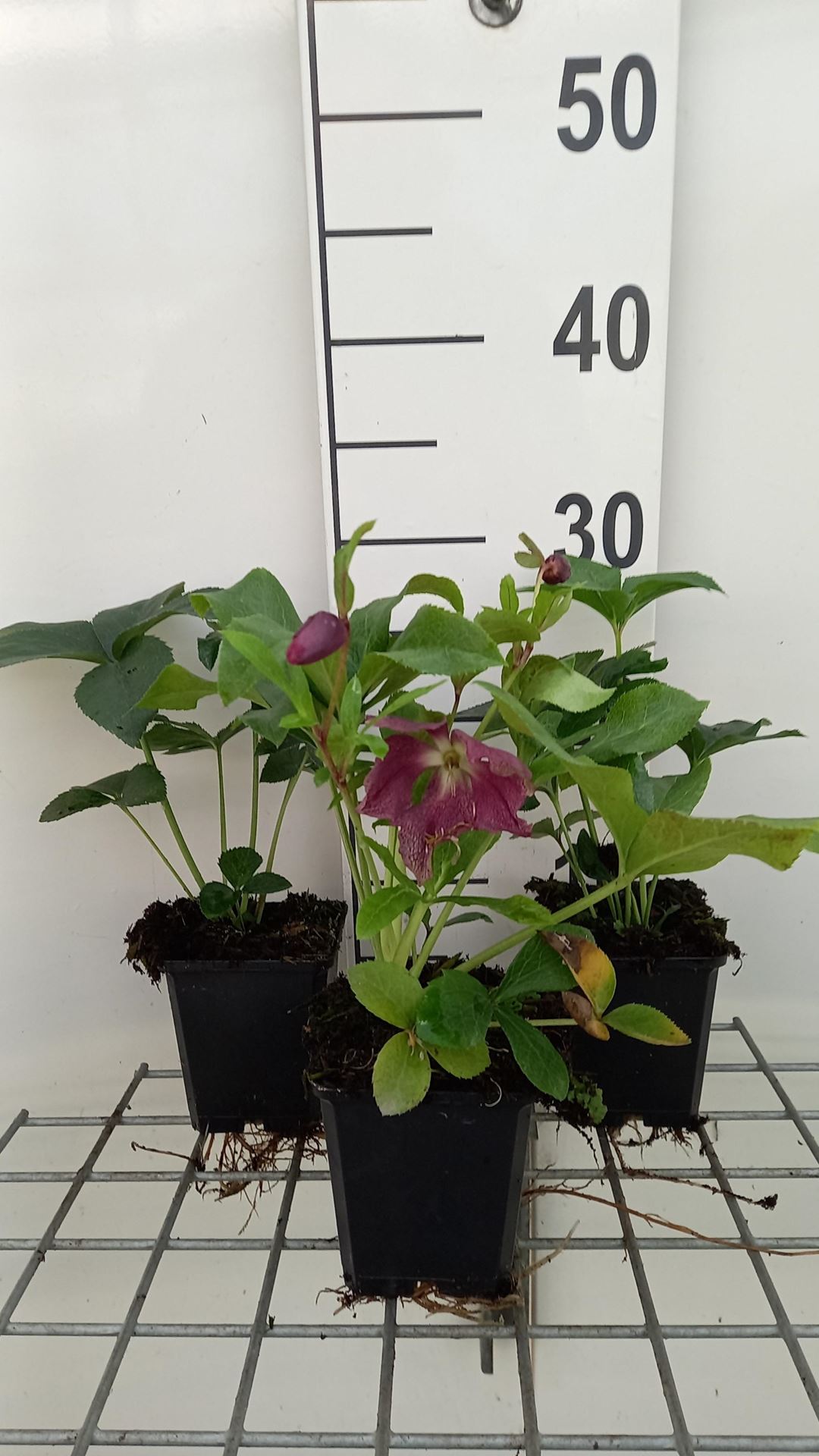 Helleborus orientalis'Red Lady'- pot 9x9 cm afbeelding